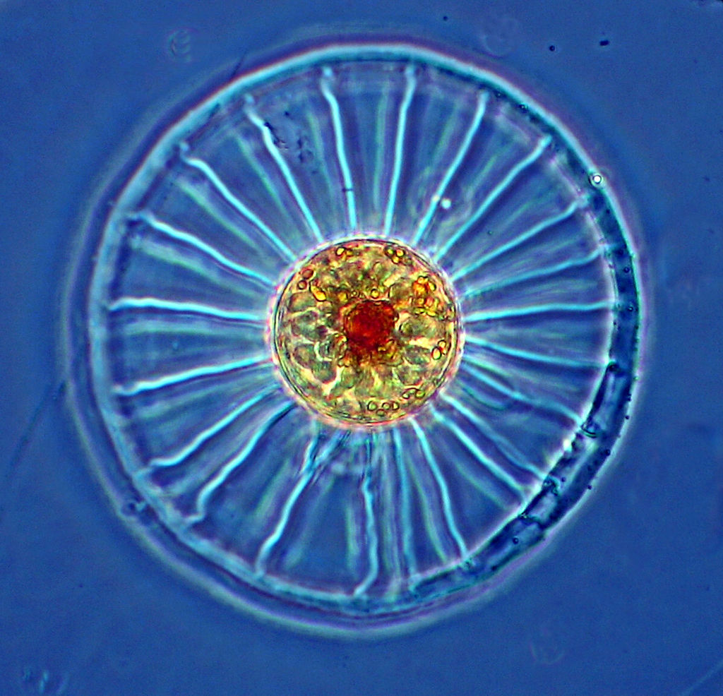 diatom 2